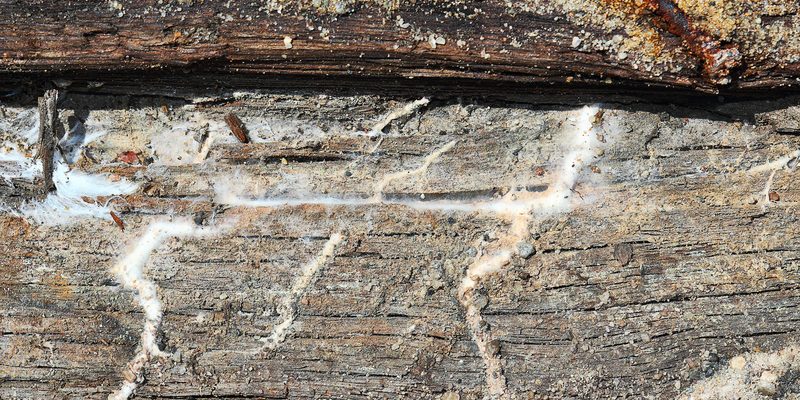 detail of dry rot mycelium